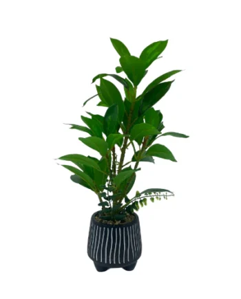 Plant - ZZ Plant w/Black & White Striped Pot MEDIUM