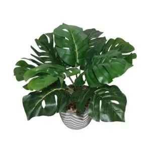 lerman decor's green potted plant